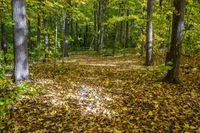Deciduous Forest Autumn Landscape 001