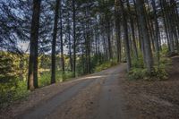 a dirt road in the woods with trees lining both sides and a trail leading down them