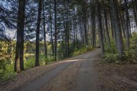 a dirt road in the woods with trees lining both sides and a trail leading down them