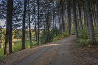 a dirt road in the woods with trees lining both sides and a trail leading down them