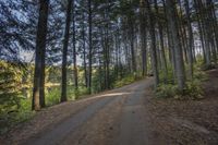 a dirt road in the woods with trees lining both sides and a trail leading down them