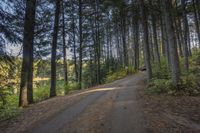 a dirt road in the woods with trees lining both sides and a trail leading down them