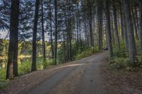 a dirt road in the woods with trees lining both sides and a trail leading down them