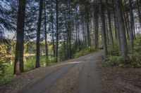 a dirt road in the woods with trees lining both sides and a trail leading down them