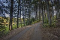 a dirt road in the woods with trees lining both sides and a trail leading down them