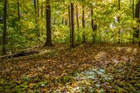 Deciduous Grove: A Captivating Display of Yellow Leaves in the Forest