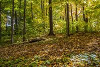 Deciduous Grove: A Captivating Display of Yellow Leaves in the Forest