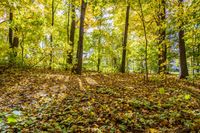 Deciduous Grove: A Captivating Display of Yellow Leaves in the Forest