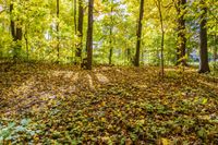 Deciduous Grove: A Captivating Display of Yellow Leaves in the Forest