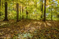 Deciduous Grove: A Captivating Display of Yellow Leaves in the Forest