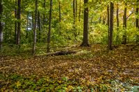 Deciduous Grove: A Captivating Display of Yellow Leaves in the Forest