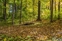 Deciduous Grove: A Captivating Display of Yellow Leaves in the Forest