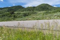 a dirt road with grassy weeds, a grass covered hillside, and some trees in the background