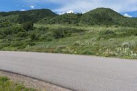 a dirt road with grassy weeds, a grass covered hillside, and some trees in the background