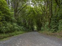 Through the Forest: A POV of Vegetation-Lined Road