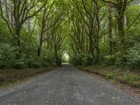 Through the Forest: A POV of Vegetation-Lined Road