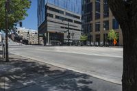 the tree on the street is empty and in front of a building with high rise windows