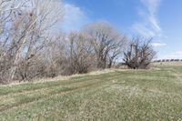 a dirt path in the middle of a grass field and trees with blue skies above