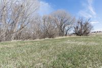 a dirt path in the middle of a grass field and trees with blue skies above