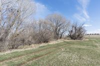 a dirt path in the middle of a grass field and trees with blue skies above