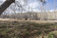 trees stand in the background in this undpoliat view of an open area