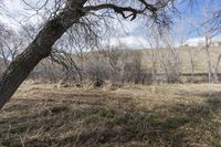 trees stand in the background in this undpoliat view of an open area