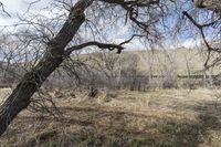 trees stand in the background in this undpoliat view of an open area