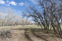 Denver Off-Road Track in Nature Forest 001