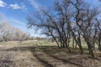 Denver Off-Road Track in Nature Forest 003