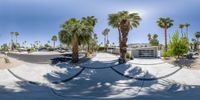 skateboarder jumping down a cement ramp surrounded by trees in a desert community with palm trees