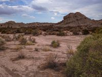 the hills of dry vegetation are near small bushes and bushes in the middle of the desert