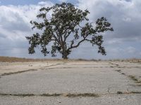 an image of an empty asphalt area with a lone tree in the middle of it