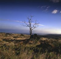 a lone, tree sits alone in the middle of the desert grass and tall rocks