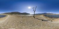 a small tree is standing by the water's edge in a desert land with mountains in the distance