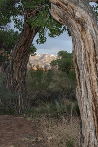 trees and grass in a desert landscape with mountains in the background, as seen through two branches