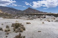 there are desert plants in this valley area with mountains in the background and blue sky