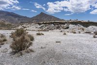 there are desert plants in this valley area with mountains in the background and blue sky