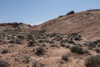 the dirt is very dirty and the plants are growing all around the area on the desert