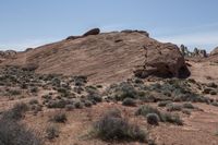 the dirt is very dirty and the plants are growing all around the area on the desert