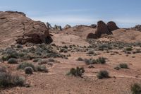 the dirt is very dirty and the plants are growing all around the area on the desert