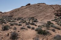 the dirt is very dirty and the plants are growing all around the area on the desert