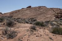 the dirt is very dirty and the plants are growing all around the area on the desert