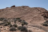 the dirt is very dirty and the plants are growing all around the area on the desert