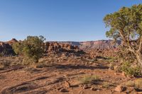 this is a view of some bushes and rocks in the desert, with one tree near by