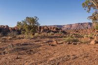 this is a view of some bushes and rocks in the desert, with one tree near by