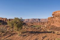 this is a view of some bushes and rocks in the desert, with one tree near by