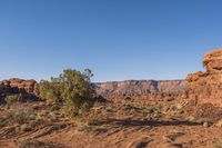 this is a view of some bushes and rocks in the desert, with one tree near by