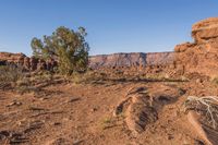 this is a view of some bushes and rocks in the desert, with one tree near by