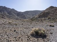 a desert area with rocky hillside in the background, including a small planter and sparse grass