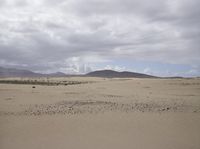 Desert Landscape: Sand Dunes in the Wilderness